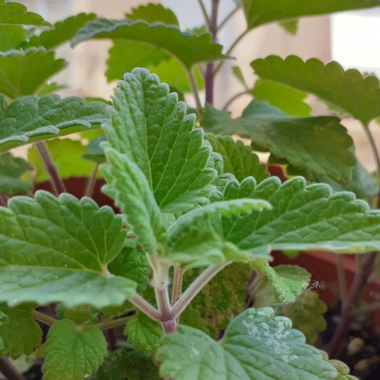 UN HUERTO URBANO PARA TU GATETE. Part 2: Menta Gatera o Catnip. Sus efectos.