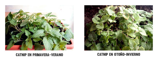 UN HUERTO URBANO PARA TU GATETE. Part 5. El Catnip en Invierno.