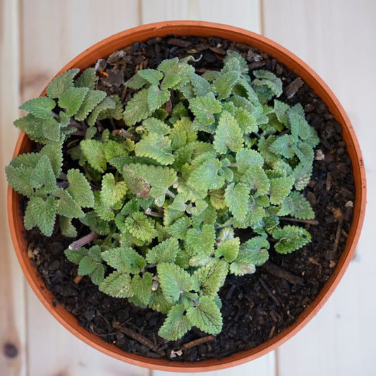 UN HUERTO URBANO PAR TU GATETE. PART 3. Cultivo de la menta gatera o catnip.