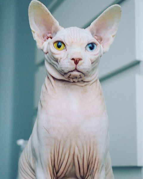Rey Sphynx