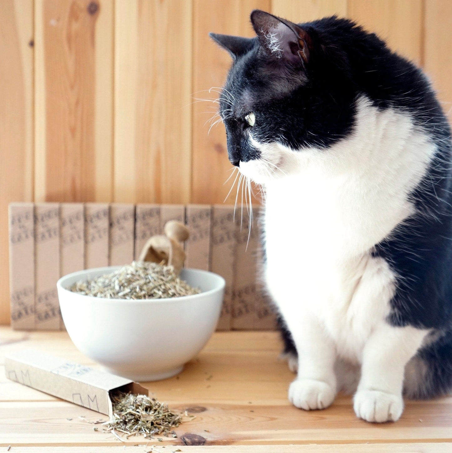 amor de gato catshop catnip MENTA GATERA / CATNIP SECO