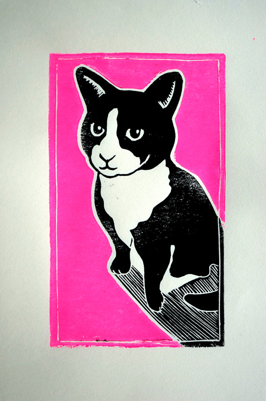 Gato Caramelo