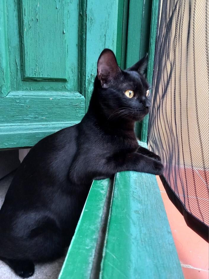 La leyenda del gato bebedor