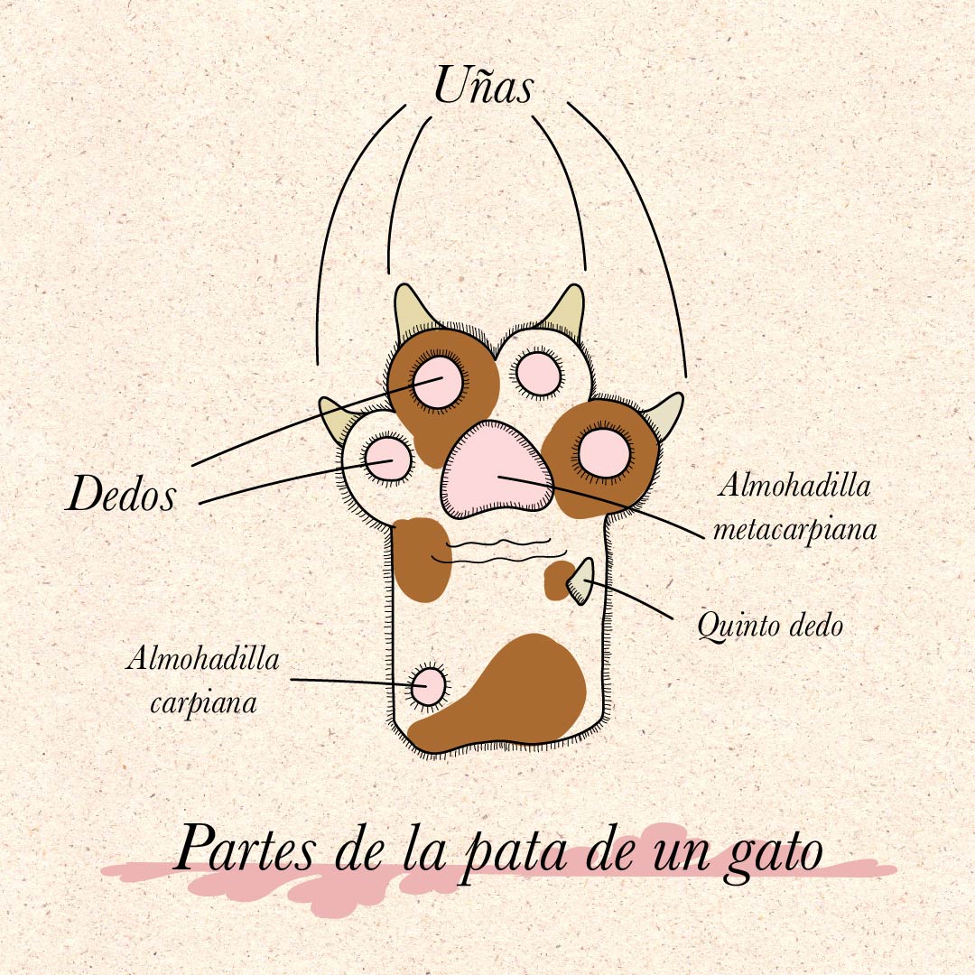 ¿Qué es un gato? Part 1. LAS GARRAS FELINAS.