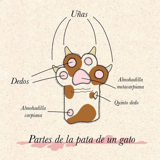 ¿Qué es un gato? Part 1. LAS GARRAS FELINAS.