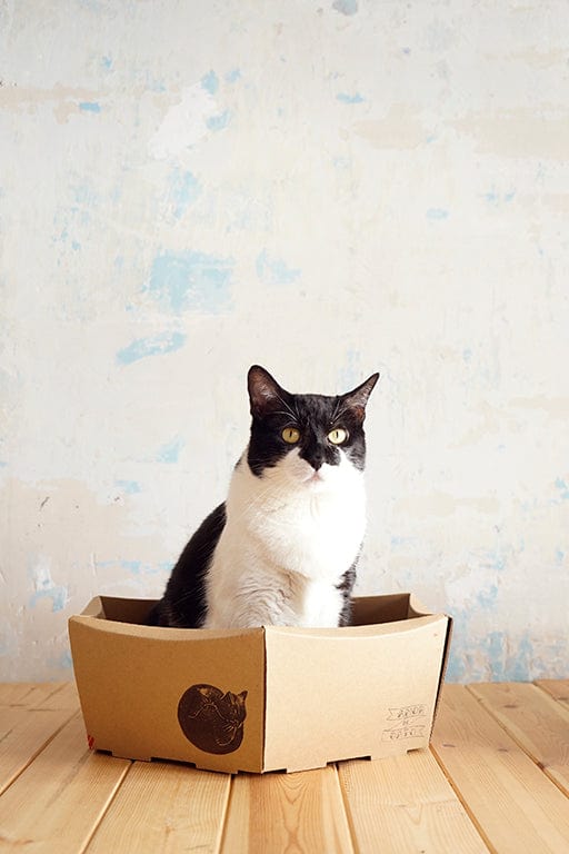 amor de gato catshop camitas Pequeña CESTA WILLOW