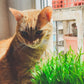 amor de gato catshop semillas MEZCLA DE SEMILLAS/HIERBA DIGESTIVA PARA GATOS