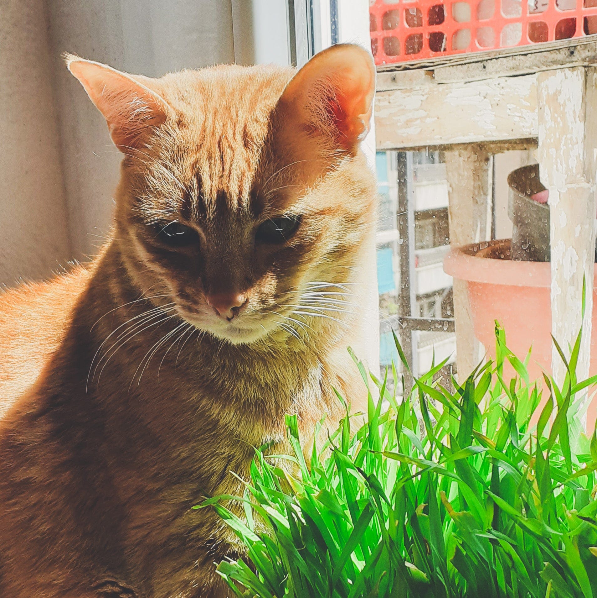 amor de gato catshop semillas MEZCLA DE SEMILLAS/HIERBA DIGESTIVA PARA GATOS