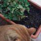 SEMILLAS DE CATNIP/MENTA GATERA